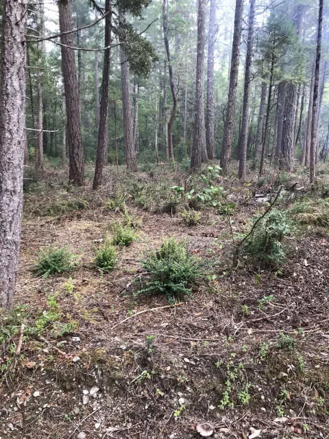Picture of stand improvement in a forest