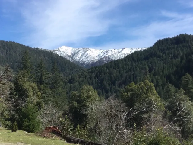Picture of a mixed conifer forest with a mountain in the background