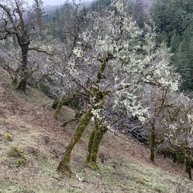 Picture of a stand of trees.