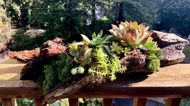 Succulent Sale