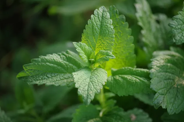 lemon balm