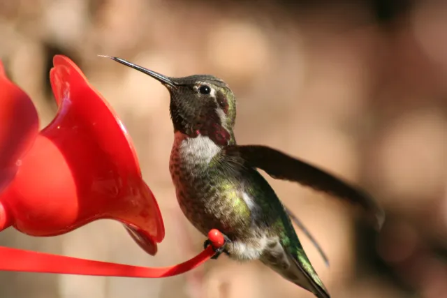 Greenish bird with ruby throat sitting on a hummingbird feeder.
