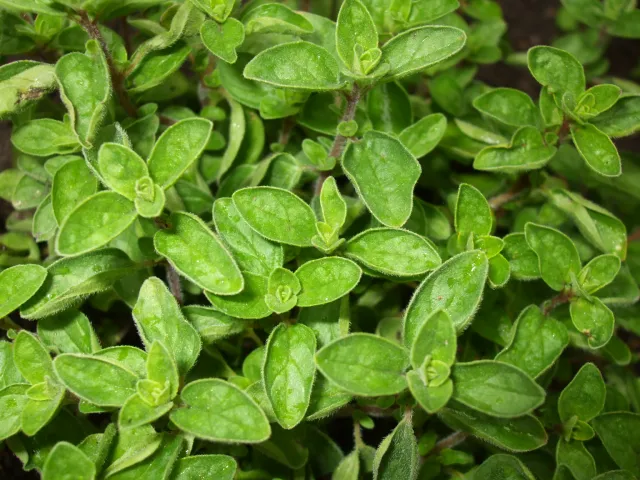 oregano