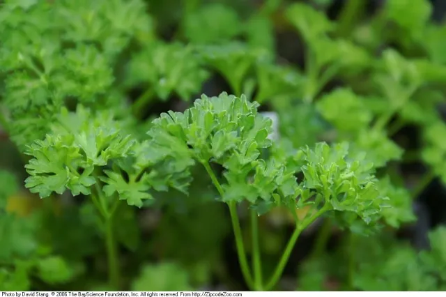 parsley