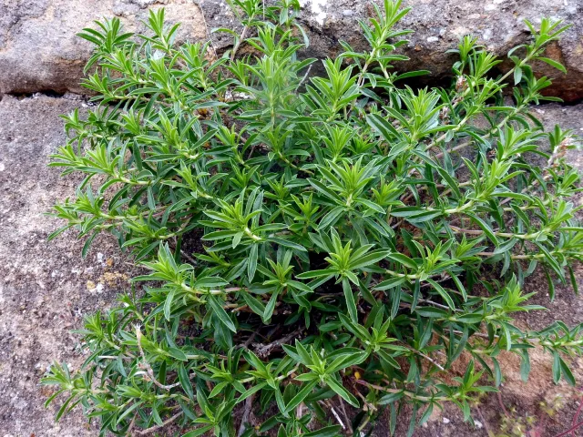 winter savory