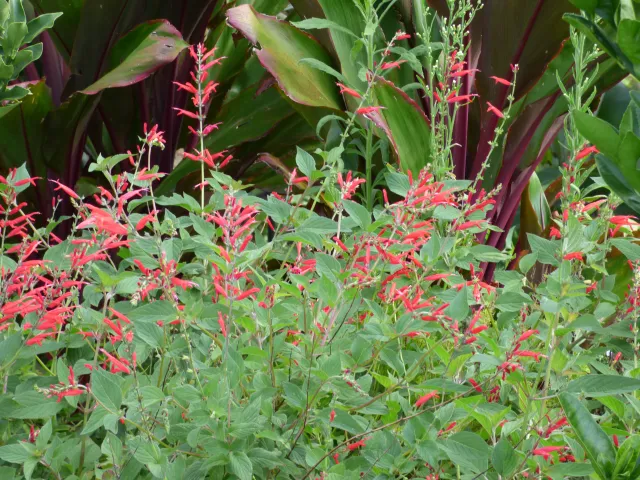 Salvia elegans