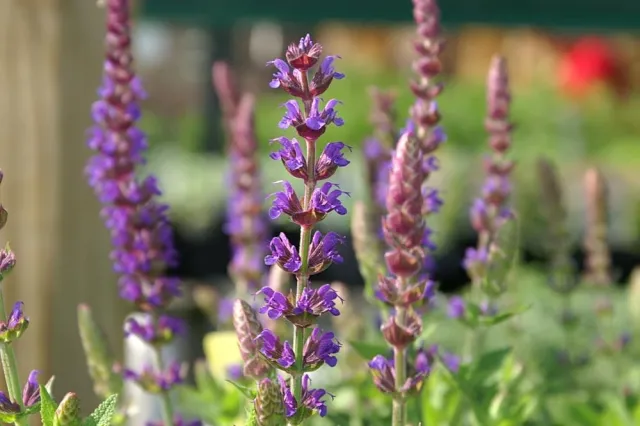Blue-purple salvia blossoms