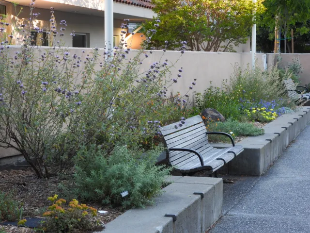 Cleveland sage along Chestnut walk