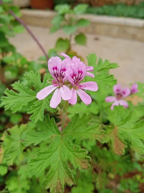 scented geranium