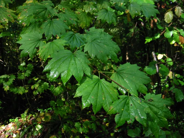 Vine maple