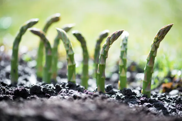 asparagus