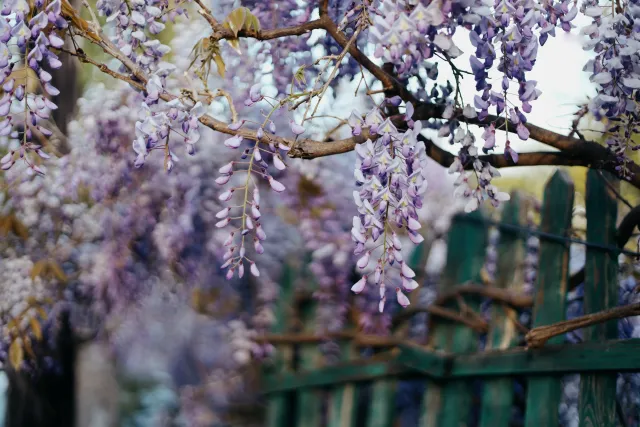 Blooming Wisteria
