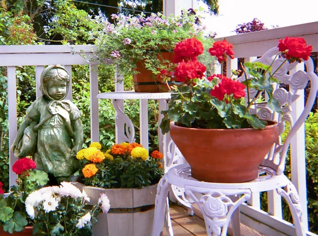 Potted plants on a porch