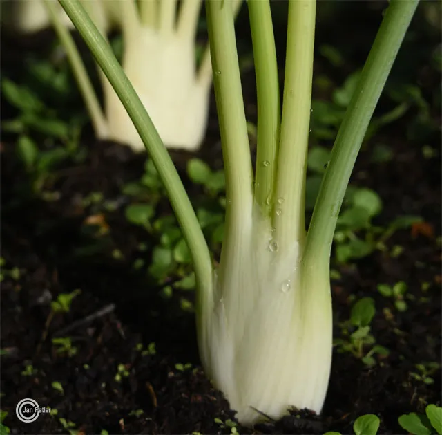 Florence fennel