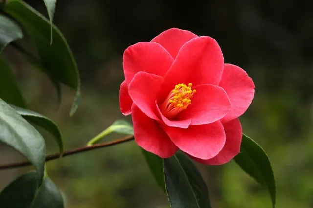 Camelia
