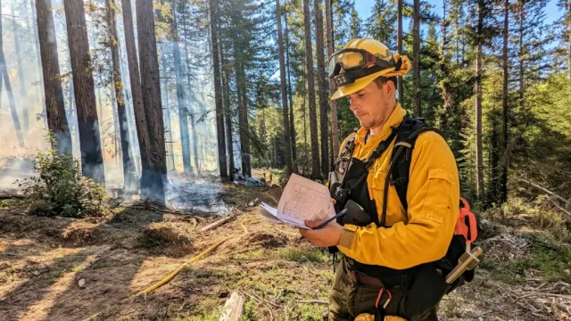 Michael Jones collecting data on a research prescrbied burn in the redwoods.