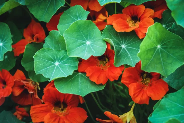 nasturtium