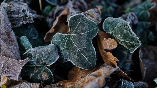 Frosted leaves