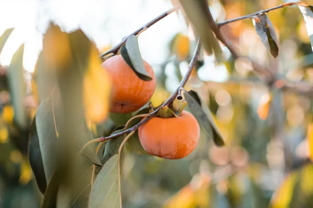 persimmon tree