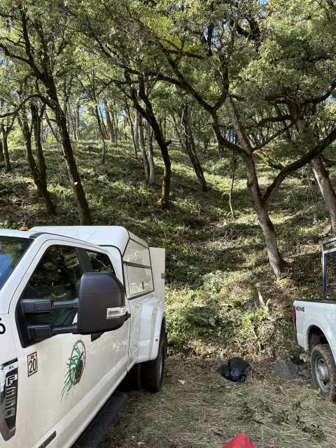 Picture of forestland after thinning treatment.