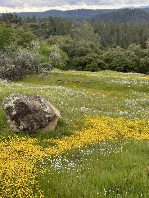 Picture of meadow restoration.
