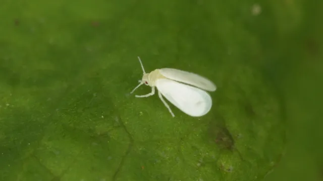 whitefly