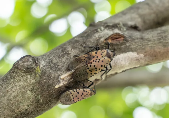 An Adult Spotted Lanternfly (Lycorma delicatula) laying eggs on a tree branch.