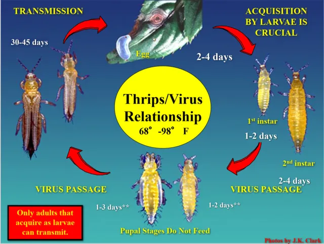 Thrips life cycle