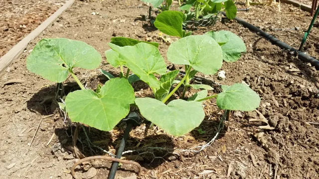 Butternut squash planted without tillling the soil after cutting down cover crop. Jeanette Alosi
