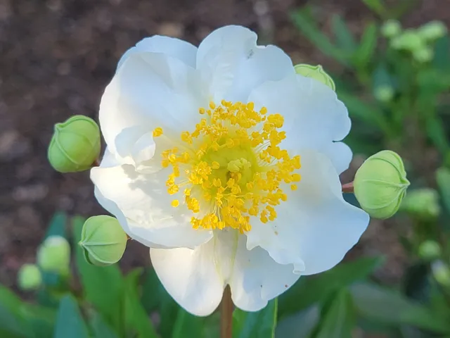 Carpenteria californica, Bush Anemone. Jeanette Alosi