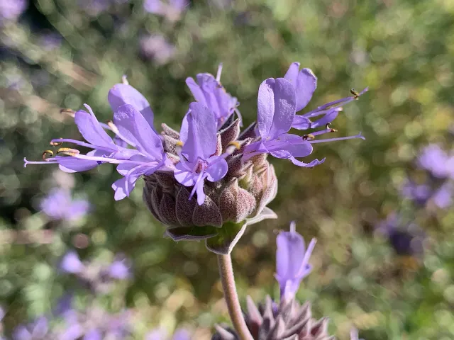 Winifred Gilman Cleveland Sage. Laura Kling