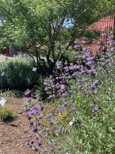 Winifred Gilman Cleveland Sage growing in the Master Gardeners' Demonstration Garden, seen here on the right. Laura Kling