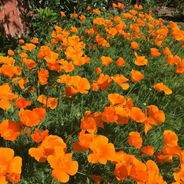 Orange poppies