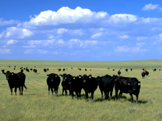 Black angus cattle out on a large field with blue skys