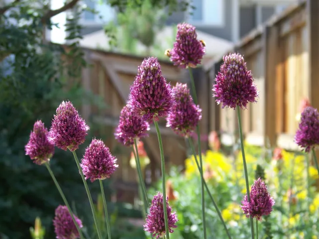 A cluster of drumstick alliums growing in a garden