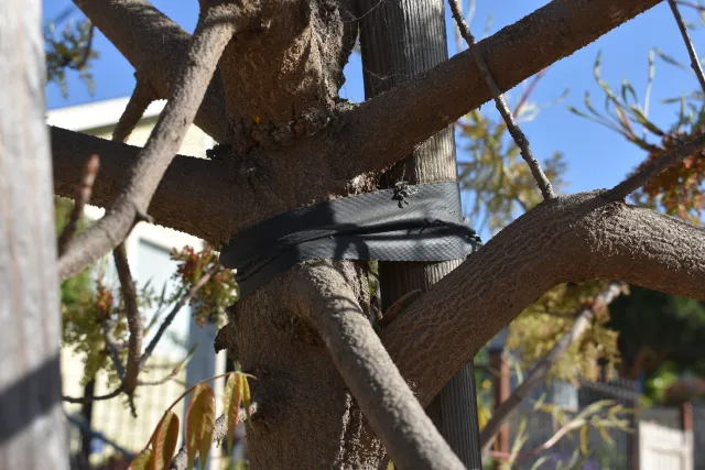 A tree showing mechanical damage where the plastic band has dug into the tree's trunk