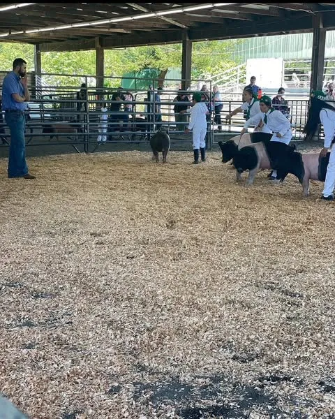 4-H youth showing swine at the fair