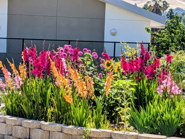 A sunlit flower bed of several vibrantly colored gladiolus and dahlias