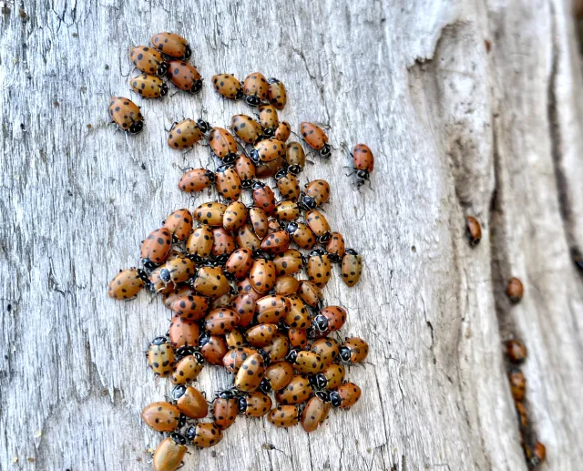 Adult convergent lady beetles congregating on a log.
