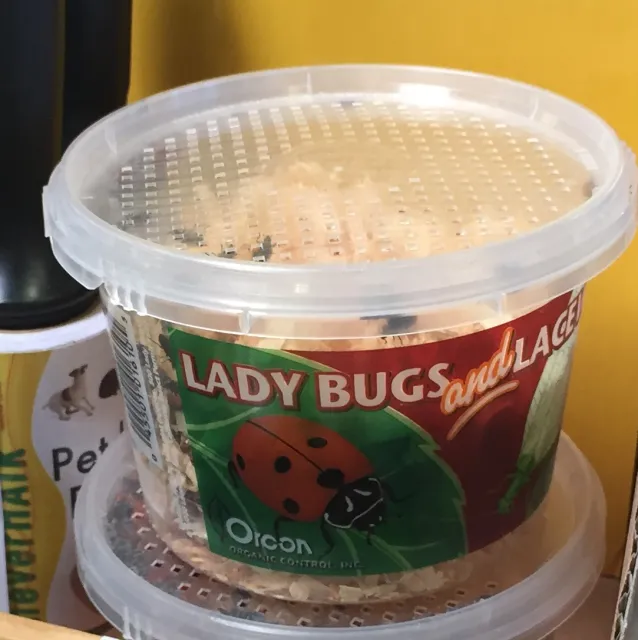 A plastic container of lady beetles.