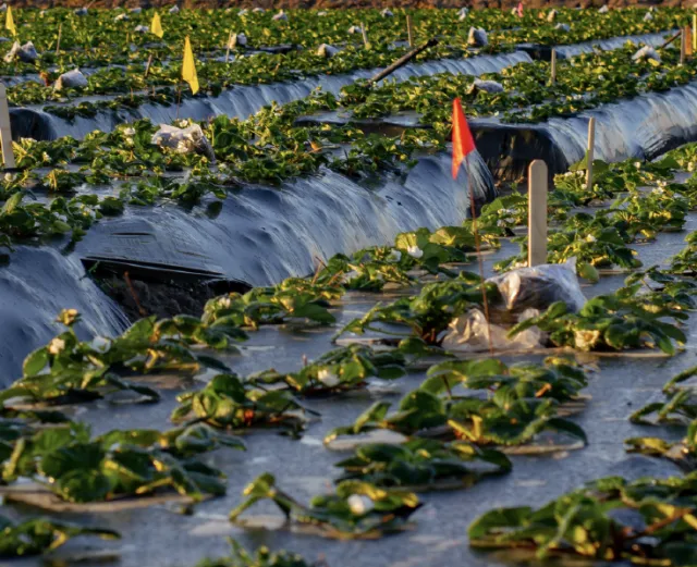 Strawberry field with yellow and orange flags poking out of the rows