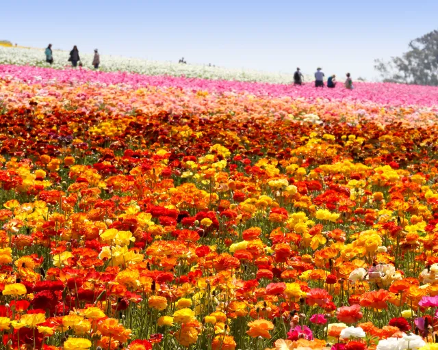 Ranunculus flowers at The Flower Fields in Carlsbad