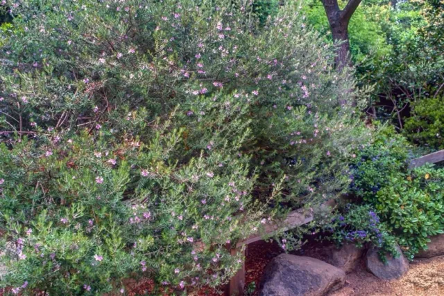 Westringia 'Wynyabbie Gem'