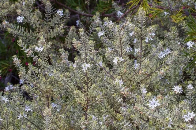 Westringia brevifolia