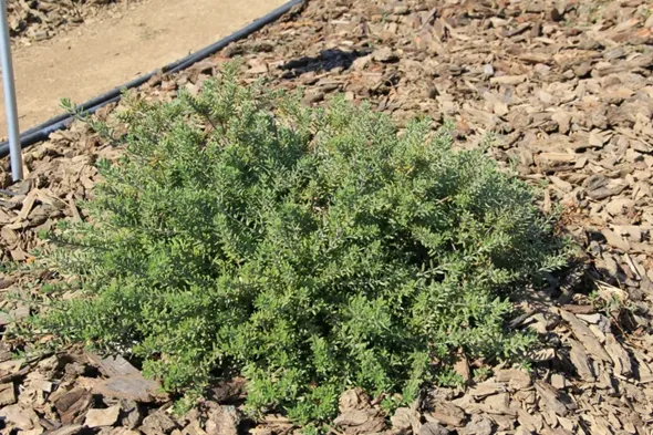 Westringia fruticosa