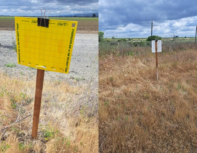 Yellow sticky card field placement