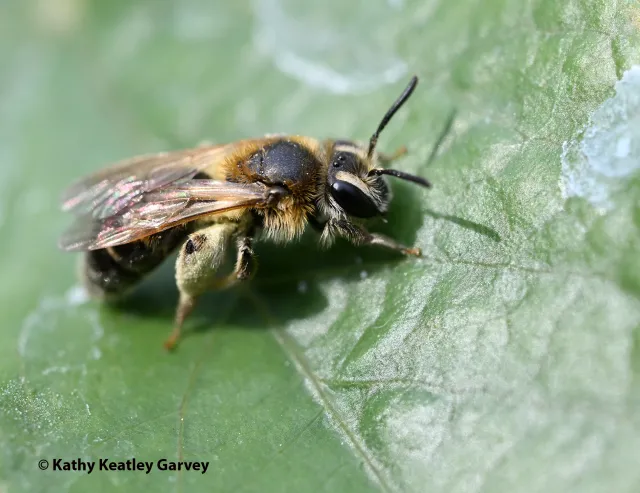 Close-up of mining bee (Andrena) on Passiflora. (Photo by Kathy Keatley Garvey)