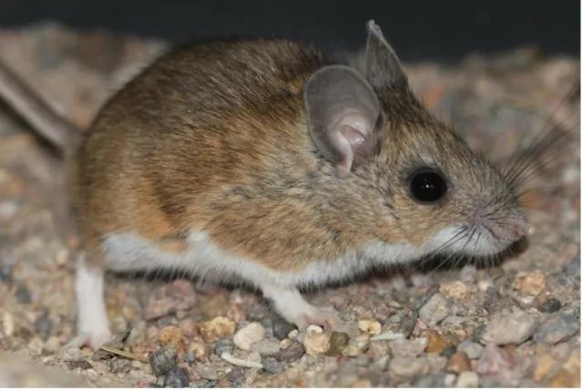 Brown mouse with a white underside.