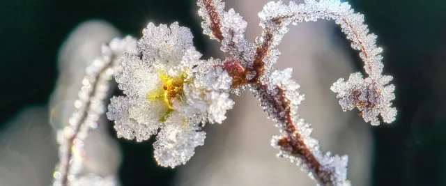 frost on a flower