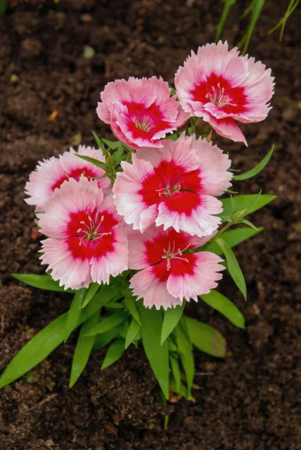 Pink dianthus blooms